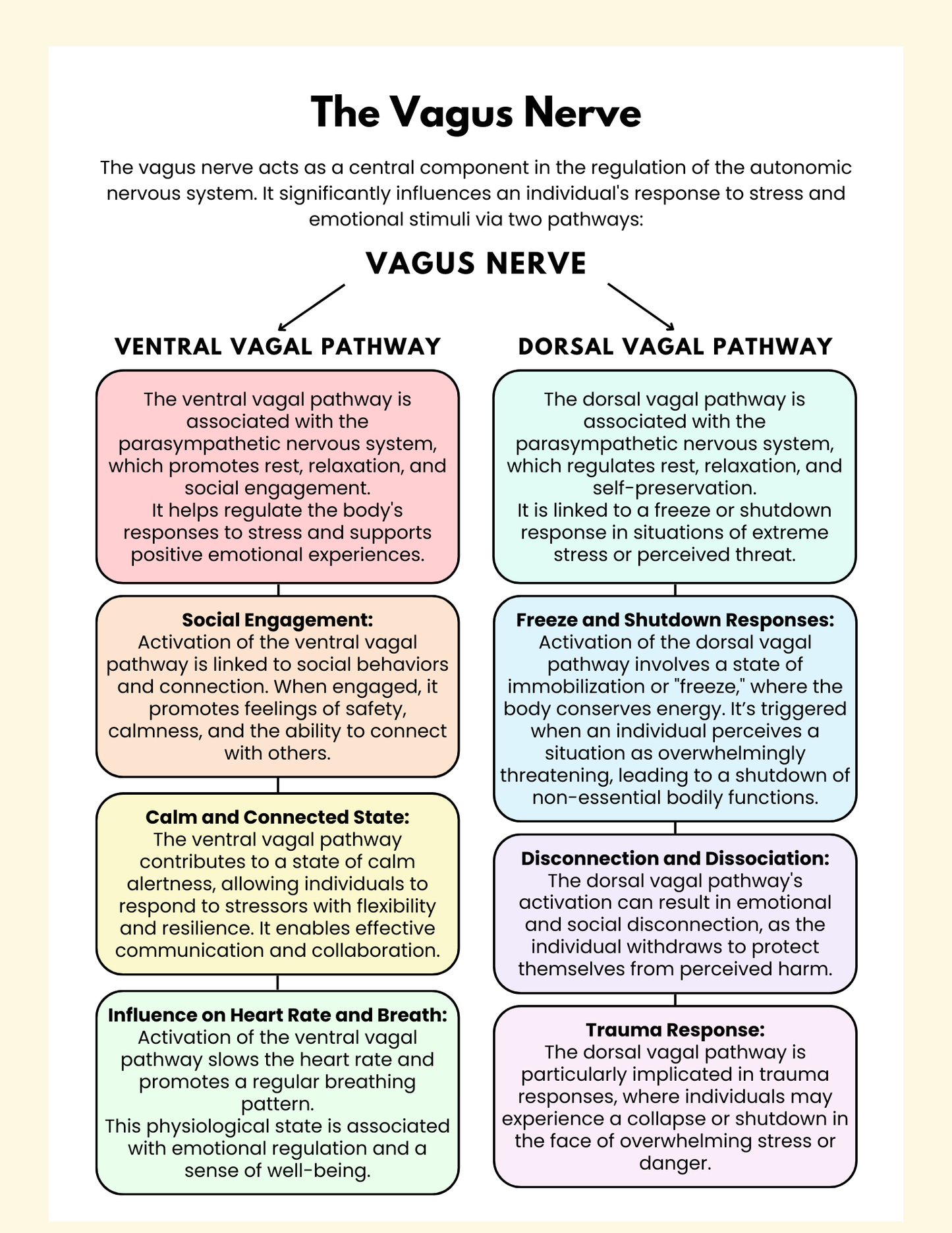 Foundations of Nervous System Regulation: A Neurodivergent-Friendly Roadmap