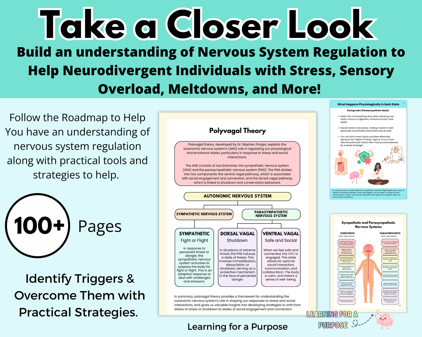 Foundations of Nervous System Regulation: A Neurodivergent-Friendly Roadmap